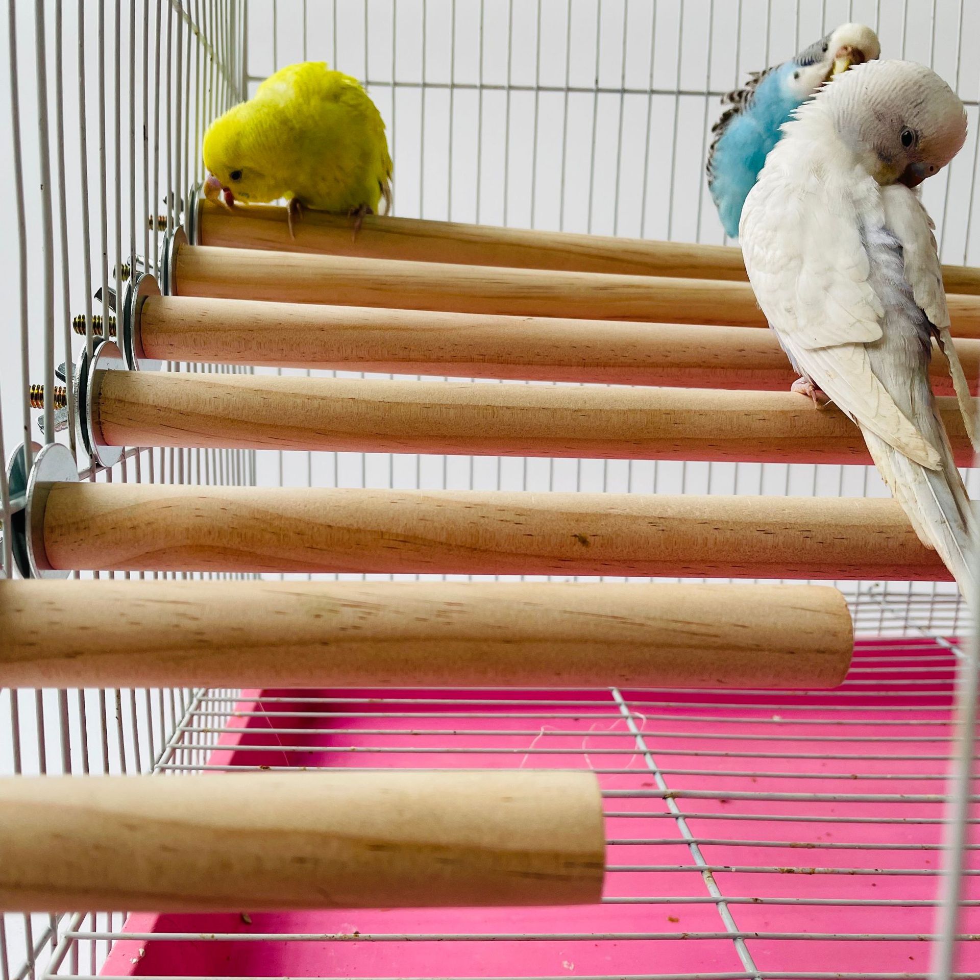 Parrot Pet Raw Standing Stick  - огляд і ціна Pet X Supplies & Tack